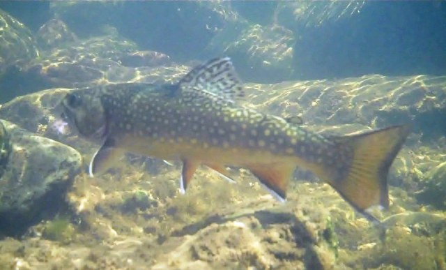 Northern New Mexico Brook Trout