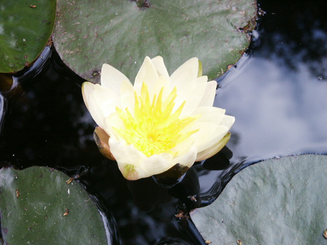 Water Lilly in my Koi Pond
