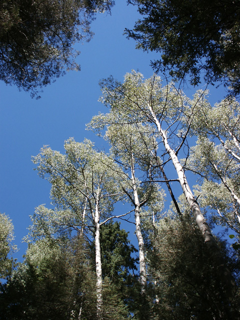 New Mexico Blue
