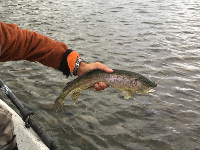 Rio Chimehuin Rainbow