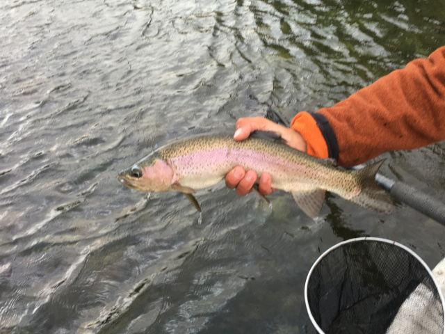 Rio Chimehuin Rainbow