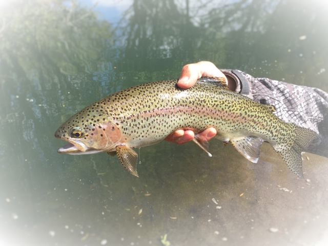 Rio Colon Cura Rainbow