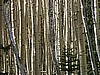 Aspen Forest
