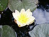 Water Lilly in my Koi Pond