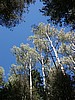 New Mexico Blue